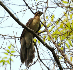 Dromococcyx phasianellus