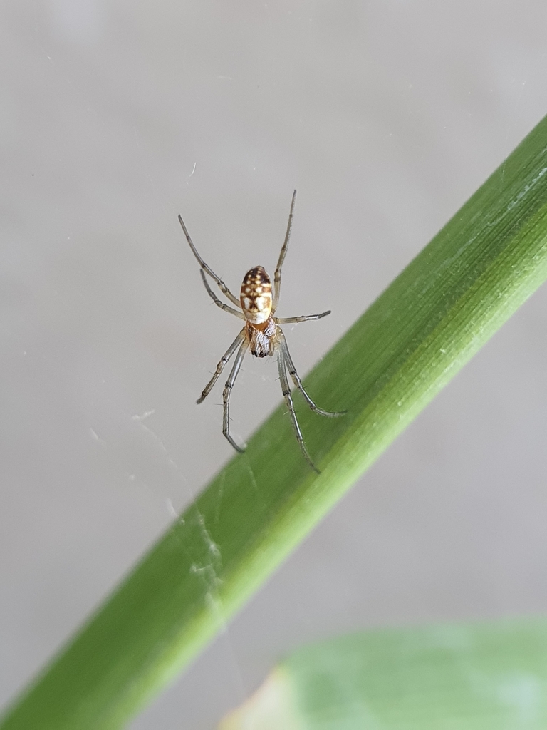 banded-legged golden orb-web spider from Sandringham, Queenstown, 5319 ...