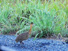 Rhynchotus rufescens