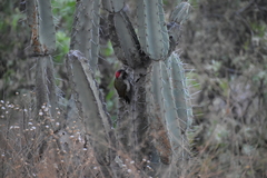 Colaptes atricollis