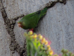 Brotogeris chrysoptera