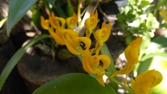 Mormodes cozticxochitl