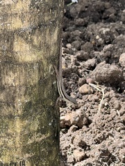 Anolis opalinus