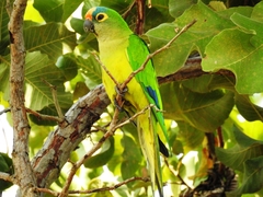 Eupsittula aurea