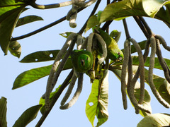 Forpus modestus sclateri