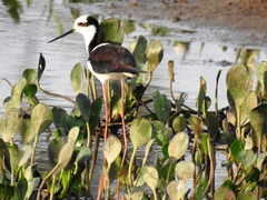 Himantopus mexicanus melanurus