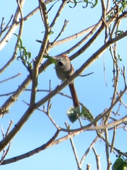 Synallaxis frontalis