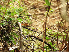 Synallaxis frontalis