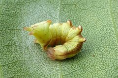 Notodonta dromedarius