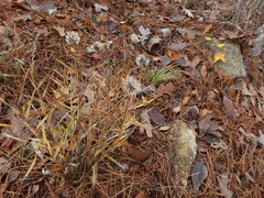 Liatris compacta