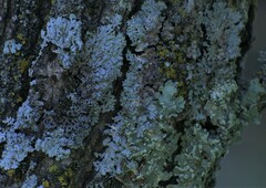 Physcia americana