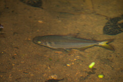 Characidae