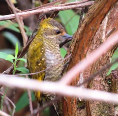 Dryobates maculifrons