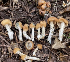Psilocybe caerulescens