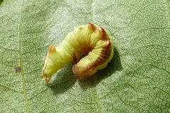 Notodonta dromedarius