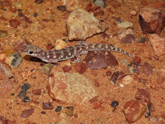 Rhynchoedura ormsbyi