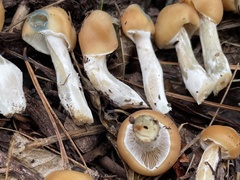 Psilocybe caerulescens