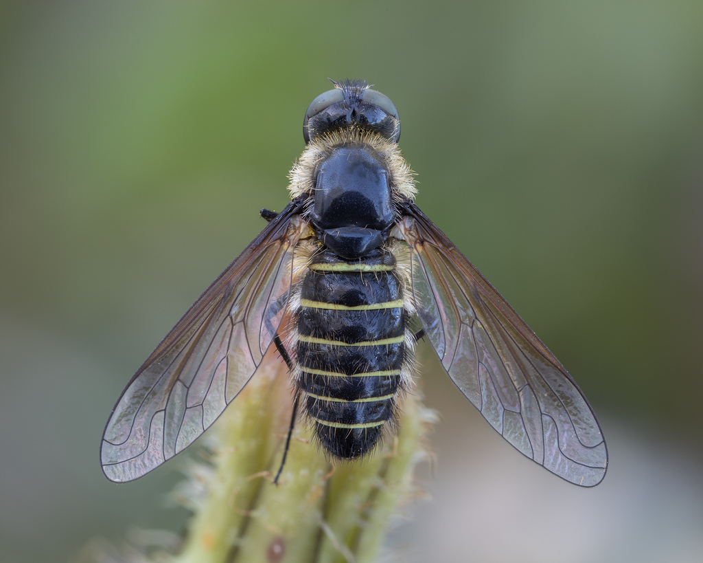 Lomatia polyzona