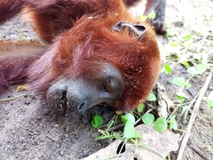 Alouatta seniculus