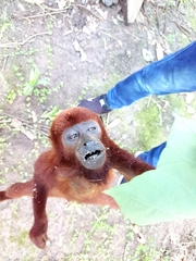 Alouatta seniculus