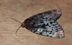 Arcte modesta