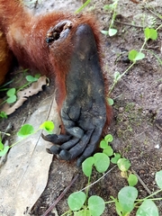 Alouatta seniculus