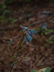 Desmodium nuttallii