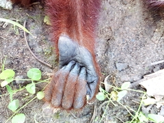 Alouatta seniculus