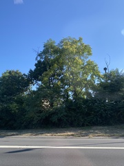Ailanthus altissima