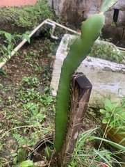 Selenicereus costaricensis