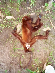Alouatta seniculus