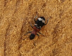 Thanasimus formicarius