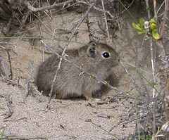 Microcavia australis