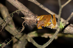 Boana calcarata