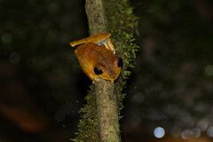 Boana calcarata