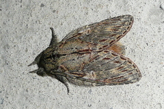 Peridea anceps