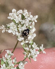 Hyperaspis festiva