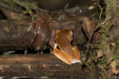 Boana calcarata