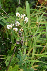 Lespedeza tomentosa