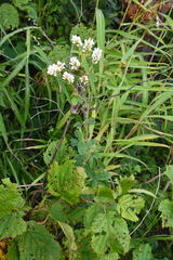 Lespedeza tomentosa