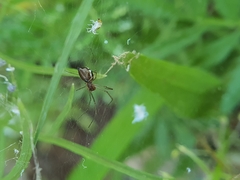 Microlinyphia sterilis