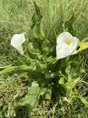 Zantedeschia albomaculata