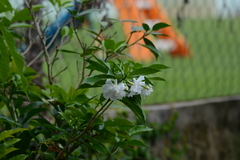 Tabernaemontana divaricata