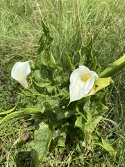 Zantedeschia albomaculata