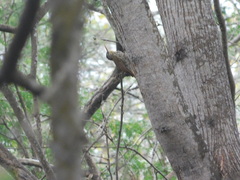 Lepidocolaptes souleyetii