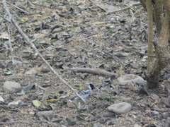 Thamnophilus bernardi