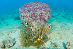 Entacmaea quadricolor