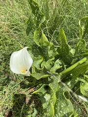Zantedeschia albomaculata