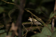 Osteocephalus cabrerai