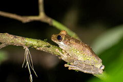 Osteocephalus cabrerai